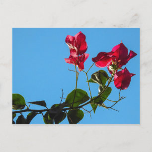 Briefkaart Bougainvillea