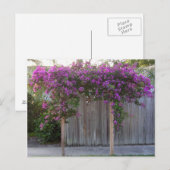 Briefkaart Bougainvillea (Voorkant / Achterkant)