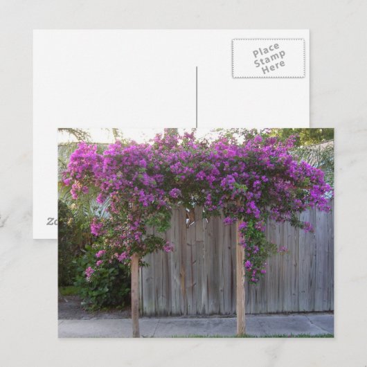 Briefkaart Bougainvillea (Voorkant / Achterkant)