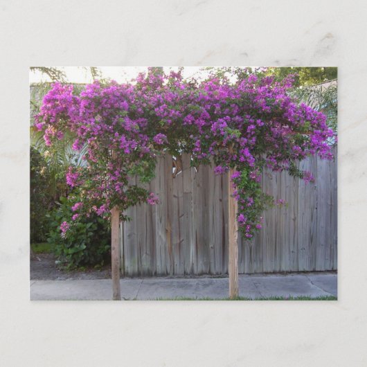 Briefkaart Bougainvillea (Voorkant)