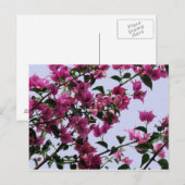 Briefkaart Bougainvillea Branches (Voorkant / Achterkant)