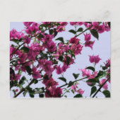 Briefkaart Bougainvillea Branches (Voorkant)