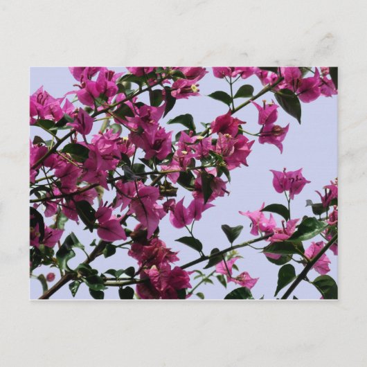 Briefkaart Bougainvillea Branches (Voorkant)