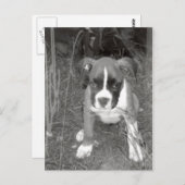 Briefkaart Boxer Pup (Voorkant / Achterkant)