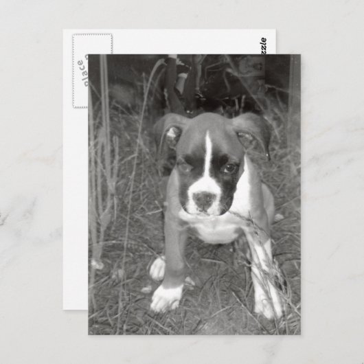 Briefkaart Boxer Pup (Voorkant / Achterkant)