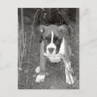 Briefkaart Boxer Pup