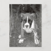 Briefkaart Boxer Pup (Voorkant)