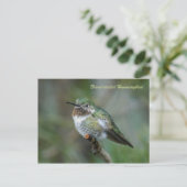 Briefkaart: breedstaartkolibrie briefkaart (Staand voorkant)
