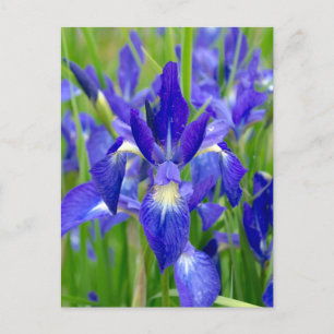 Briefkaart Bright Blue Iris Flowers