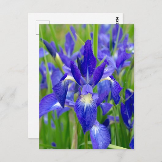 Briefkaart Bright Blue Iris Flowers (Voorkant / Achterkant)