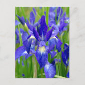 Briefkaart Bright Blue Iris Flowers (Voorkant)