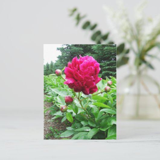 Briefkaart Bright Pink Peony (Staand voorkant)
