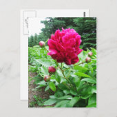 Briefkaart Bright Pink Peony (Voorkant / Achterkant)
