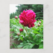 Briefkaart Bright Pink Peony (Voorkant)