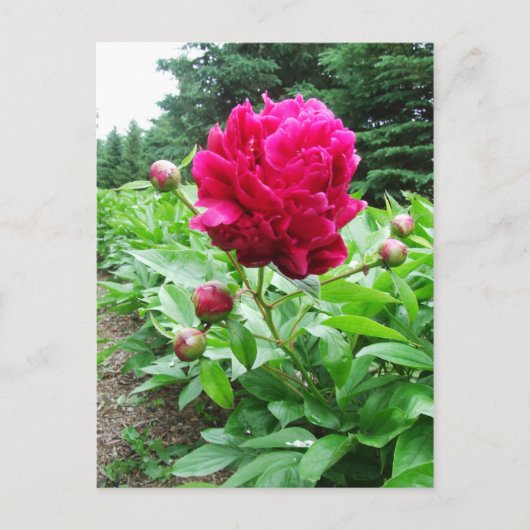 Briefkaart Bright Pink Peony (Voorkant)