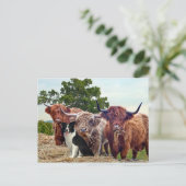 briefkaart "Buckeroo & Friends" (Staand voorkant)