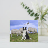 Briefkaart "Buckeroo on Duty" (Staand voorkant)