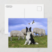 Briefkaart "Buckeroo on Duty" (Voorkant / Achterkant)