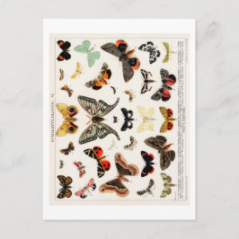 BRIEFKAART BUTTERFLY