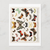 BRIEFKAART  BUTTERFLY (Voorkant)