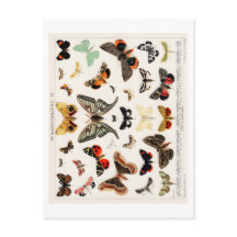 BRIEFKAART  BUTTERFLY