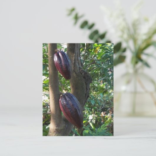 Briefkaart Cacao-bomen (Staand voorkant)