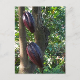 Briefkaart Cacao-bomen
