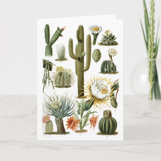 Briefkaart  Cactus Chart (Voorkant)