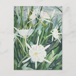 Briefkaart Cahaba Lilies