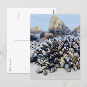 Briefkaart - California Mussel