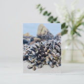 Briefkaart - California Mussel (Staand voorkant)