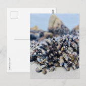 Briefkaart - California Mussel (Voorkant / Achterkant)