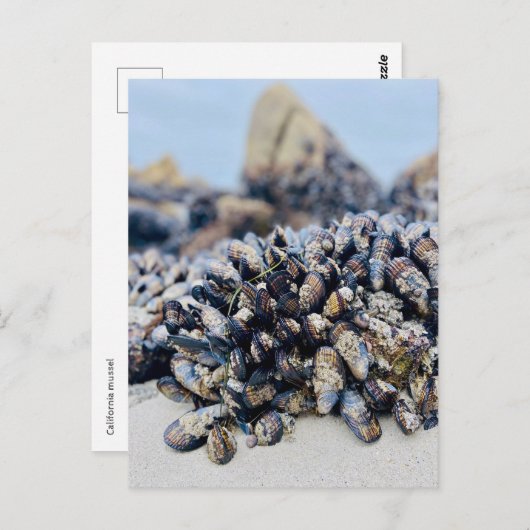 Briefkaart - California Mussel (Voorkant / Achterkant)