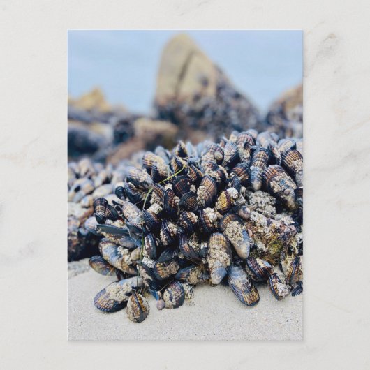 Briefkaart - California Mussel (Voorkant)