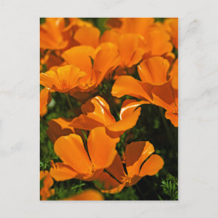 Briefkaart California Poppies