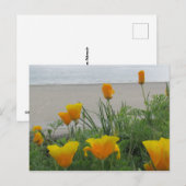 Briefkaart - California Poppies at the Beach (Voorkant / Achterkant)