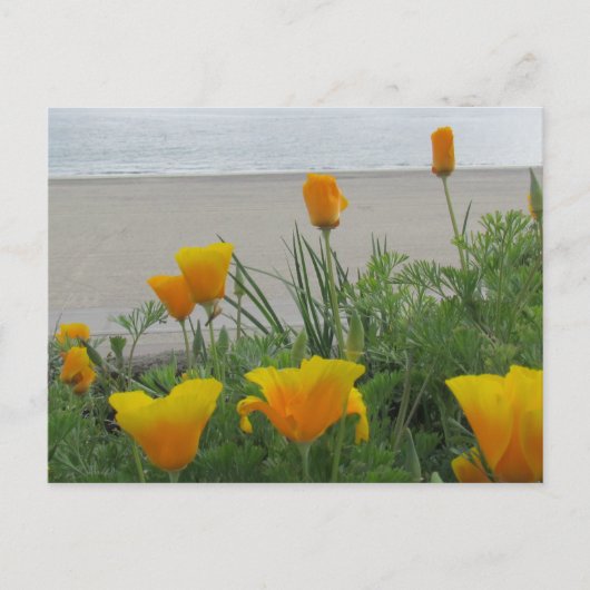 Briefkaart - California Poppies at the Beach (Voorkant)