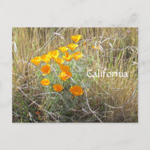 Briefkaart - California Poppy