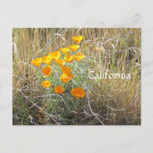 Briefkaart - California Poppy (Voorkant)