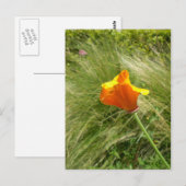 Briefkaart Californië Poppy (Voorkant / Achterkant)