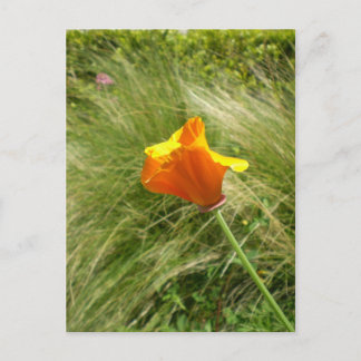 Briefkaart Californië Poppy