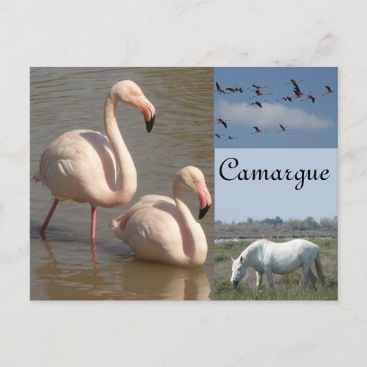 Briefkaart Camargue (Voorkant)