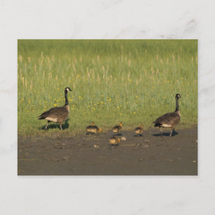 Briefkaart / Canada Goose Family