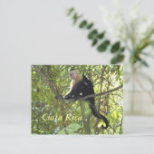 Briefkaart Capuchin Monkey Costa Rica (Staand voorkant)