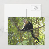 Briefkaart Capuchin Monkey Costa Rica (Voorkant / Achterkant)