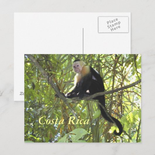 Briefkaart Capuchin Monkey Costa Rica (Voorkant / Achterkant)
