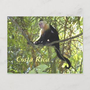 Briefkaart Capuchin Monkey Costa Rica