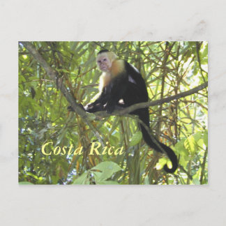 Briefkaart Capuchin Monkey Costa Rica