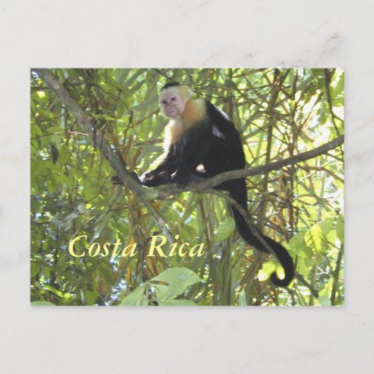 Briefkaart Capuchin Monkey Costa Rica (Voorkant)