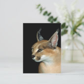 Briefkaart caracal (Staand voorkant)